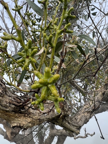 Eucalyptus goniocalyx, photograph 6