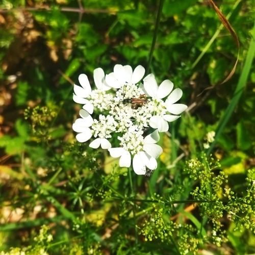 Orlaya grandiflora, photograph 3