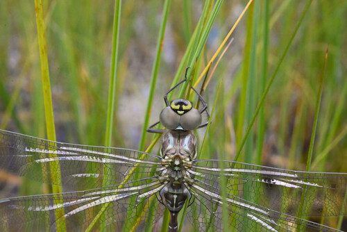 Sedge Darner photo 3