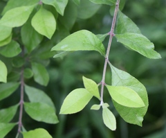 Forestiera ligustrina