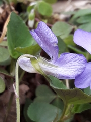 Viola × bavarica