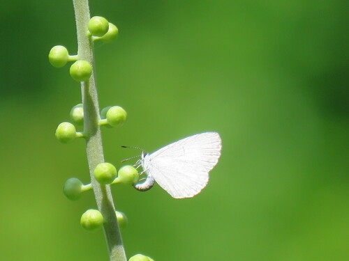 Appalachian Azure photo 4