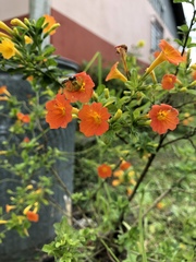 Streptosolen