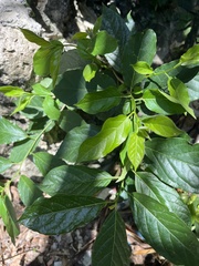 Ehretia resinosa, photograph (c) 謝麗霦, some rights reserved (CC BY)