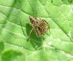 Oxyopes heterophthalmus