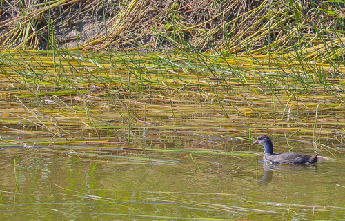 Common Moorhen