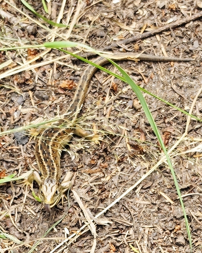 Sand Lizard