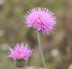 Cirsium texanum