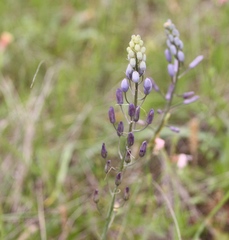 Camassia scilloides