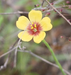 Linum rigidum