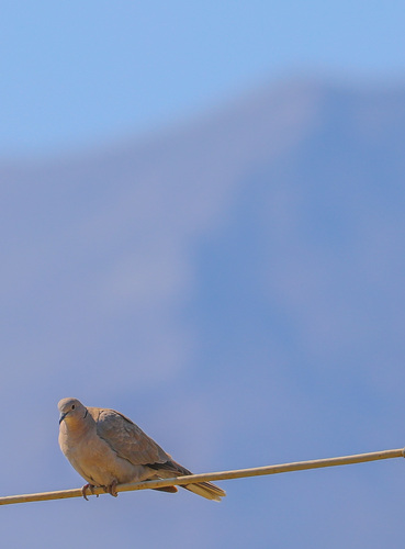 Eurasian Collared-Dove