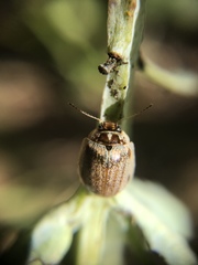 Paropsisterna m-fuscum