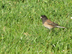 Junco hyemalis