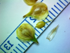 Carex tetrastachya