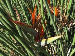 Strelitzia juncea