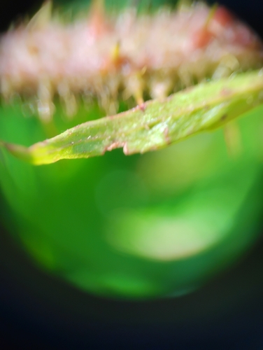 Rubus permixtus observed 2026-07-06