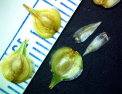 Carex tetrastachya