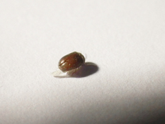 Bostrichoidea