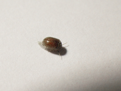 Bostrichoidea
