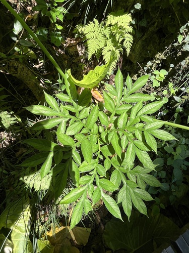 Amorphophallus henryi