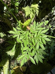 Amorphophallus henryi