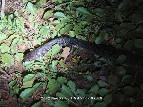 Chinese Cobra