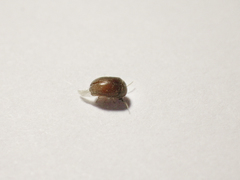 Bostrichoidea