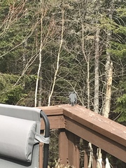 Junco hyemalis image