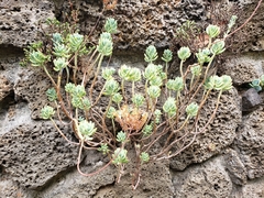 Sedum pachyphyllum