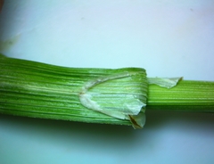 Carex tetrastachya