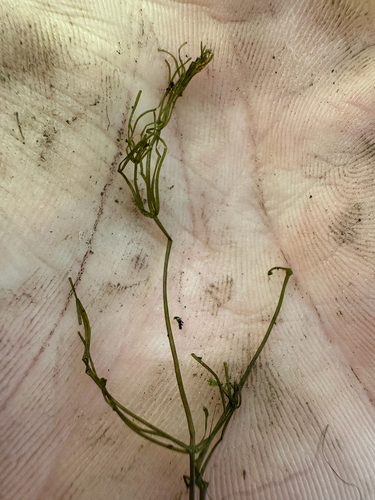 Nitella mucronata, 2026-07-07