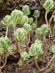 Sedum pachyphyllum