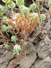 Sedum pachyphyllum