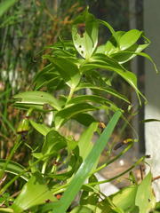 Gloriosa