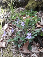 Viola × bavarica