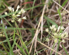 Allium drummondii