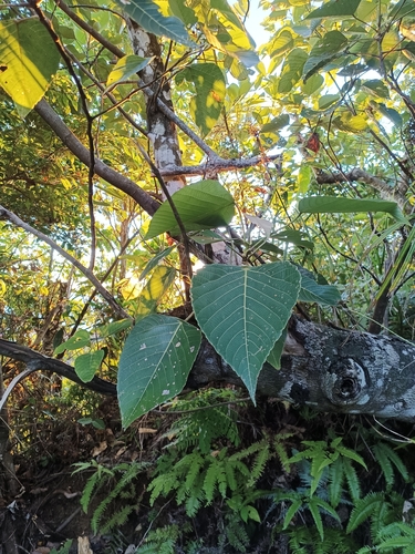 Macaranga sinensis observed 2026-07-07