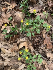 Lomatium martindalei