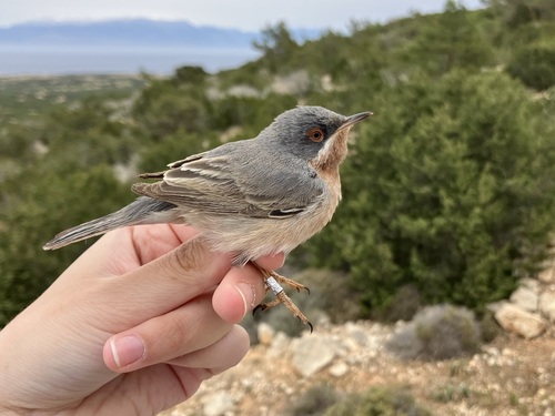 Eastern Subalpine Warbler, Γαύδος, Γαύδος, Κρήτη, GR, photo 7 of 10