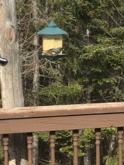 Junco hyemalis image