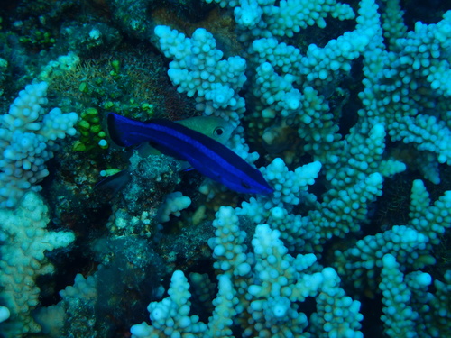 Larabicus quadrilineatus observed 2026-07-05