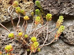 Sedum × rubrotinctum