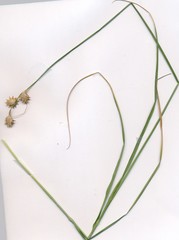 Carex tetrastachya
