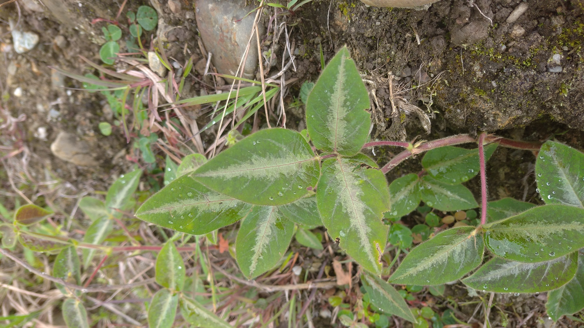 Desmodium uncinatum image