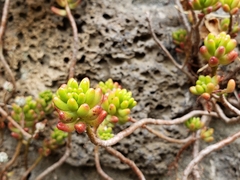 Sedum × rubrotinctum