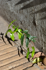 Blepharocalyx salicifolius