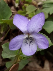 Viola × bavarica