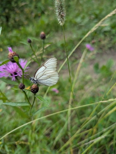 Black-veined White