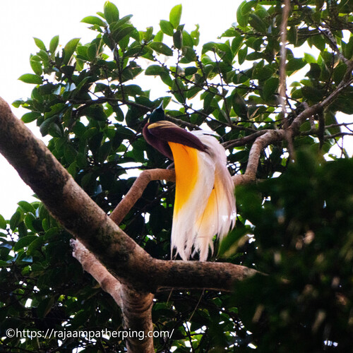 Paradisaea minor observed 2026-06-14