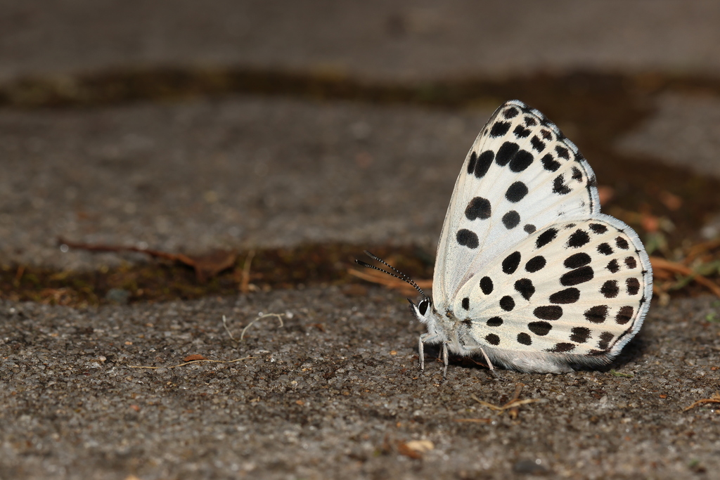 Great Spotted Blue